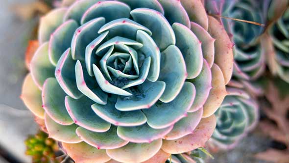 place holder image of succulent.